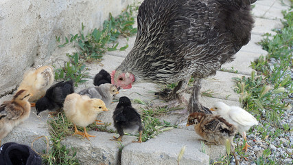 motherly chickens and tiny chicks are fed in natural environment,