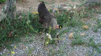 motherly chickens and tiny chicks are fed in natural environment,