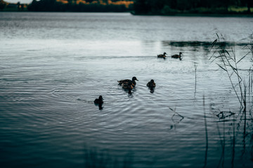Ducks on the lake