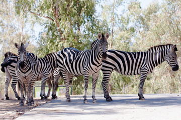Fototapeta na wymiar Zebra in herd, in the mountains, next to rocks and in a natural background. Plants around animals, hot habitat. Zebra related to the pack. Nature, animals