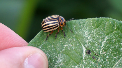 pest for the potato plant, close-up agricultural pests, Leptinotarsa decemlineata,