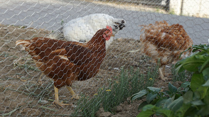 poultry and yellow chickens,
