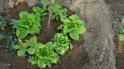 fresh lettuce plants planted in the garden, drug-free and hormone-free natural lettuce,