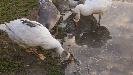a flock of white geese walk in the spring in the village