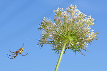 Radnetzspinne (Neoscona cf. adianta) auf dem Peloponnes, Griechenland - heathland orbweaver in...