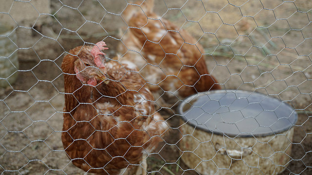 poultry and yellow chickens,