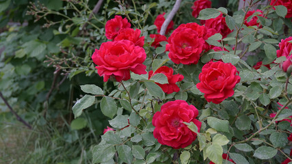 The most beautiful dark red roses, natural roses, pink roses in the garden,