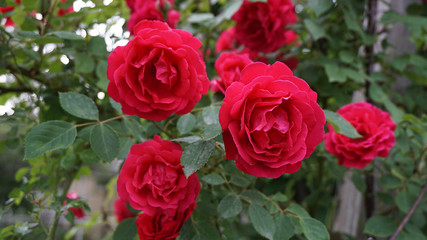 The most beautiful dark red roses, natural roses, pink roses in the garden,