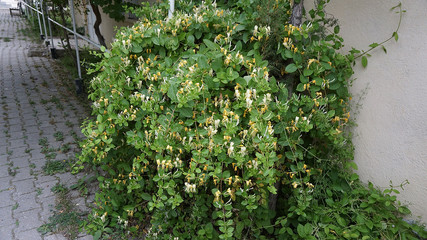 natural honeysuckle flower close-up, honeysuckle plant,