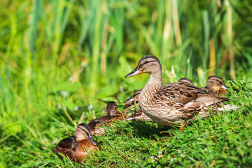 Mother duck and ducklings on the shore covered with lush grass and reeds