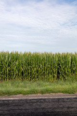 Midwest Corn Field