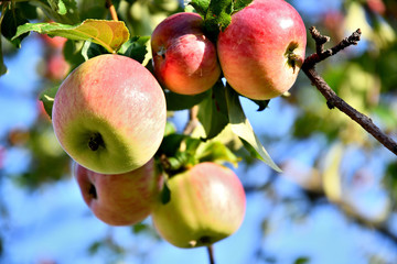 Sleeping apples on a branch on a summer day.