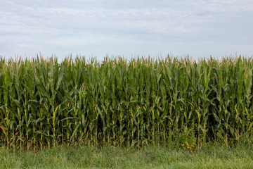 Midwest Corn Field