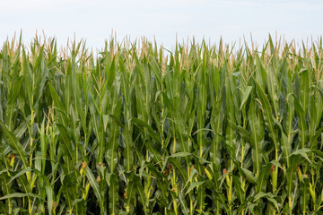 Obraz premium Midwest Corn Field