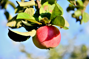 Sleeping apples on a branch on a summer day.