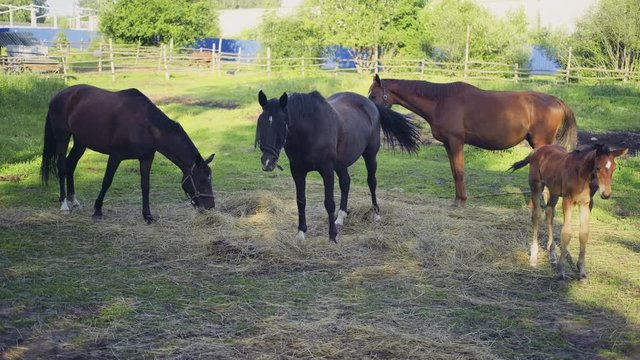 Four thoroughbred horses stand in the corral at the stable on a summer evening