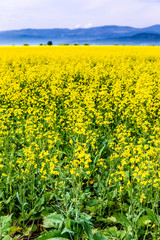 FIELD OF Yellow Flowers of Rapeseed