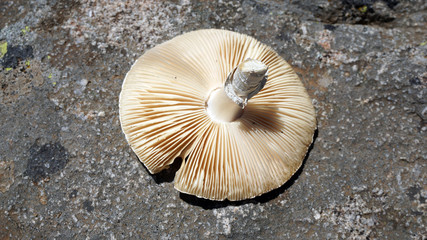 Obraz premium edible wild mushroom, natural mushroom, white mushroom, non-poisonous mushroom varieties,