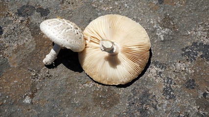 Obraz premium fresh mushrooms on wooden background