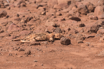 Dead and rotting Land Iguana (Conolophus Subcristatus), South Plaza Island, Galapagos Islands, Ecuador.