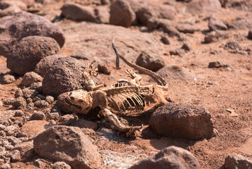 Dead and rotting Land Iguana (Conolophus Subcristatus), South Plaza Island, Galapagos Islands, Ecuador.