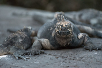 Marine Iguana (Amblyrhynchus cristatus) on pavement in Santa Cruz, Galapagos Island, Ecuador, South America.