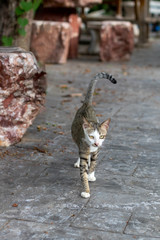 Thai patterned gray cat walking on the floor.