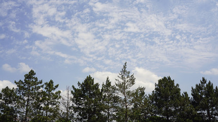 Cloudy sky and pine trees,