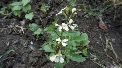 Arugula plant,(Eruca vesicaria), greens arugula plant,