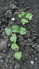 Two leaf green bean plant sprouts, sprouting bean plant,