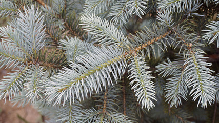 Naklejka na ściany i meble coniferous pine trees, coniferous tree species,