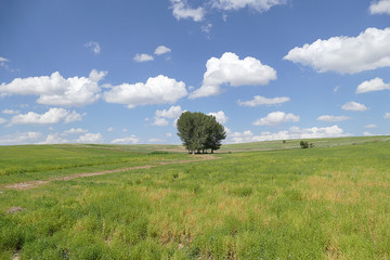 field and blue sky