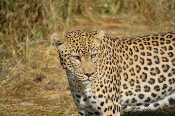 Fototapeta na wymiar Leopard in Namibia im Gras