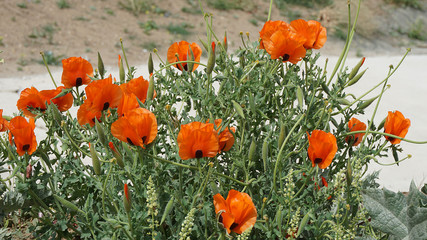 Obraz premium close-up poppy flowers,