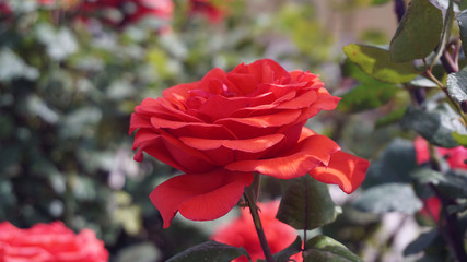 red big roses in the rose garden,