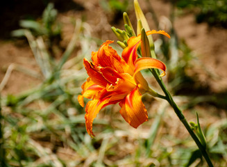 Fototapeta premium Blooming orange lily flower in the garden. Covered plan. Tiger lily