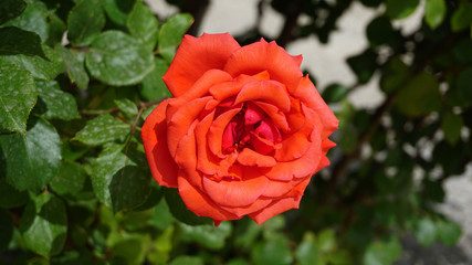red big roses in the rose garden,