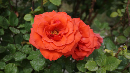 red big roses in the rose garden,