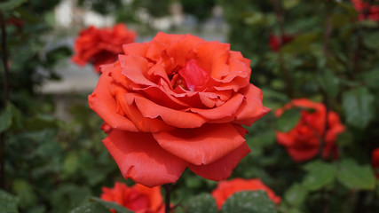 red big roses in the rose garden, pictures of natural roses, love and red rose,