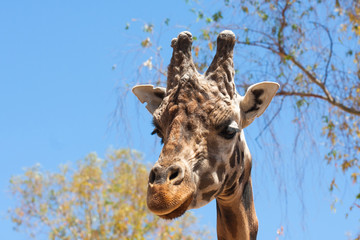 Giraffe on a safari, seen closely, with a natural and warm background. With the clear sky and blue background. Hot habitat. Giraffes related to each other. Harmless giraffes, wanting to receive food.