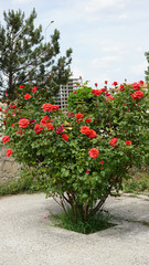 red and pink rose tree and roses,