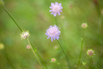Schnittlauch Allium schoenoprasum auf der Wiese mit Blüte	