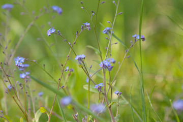 Vergissmeinnicht Pflanze mit blauen Blüten  (Myosotis) 