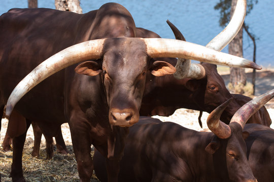 Watusi in herd, in the mountains, next to rocks and in a natural background. Plants around animals, hot habitat. Watusi related to the pack. Nature, animals