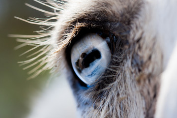 Camels eye photographed up close, on a green natural background. Light brown animal, big eyes. They are mammals and herbivores. Animals and nature.