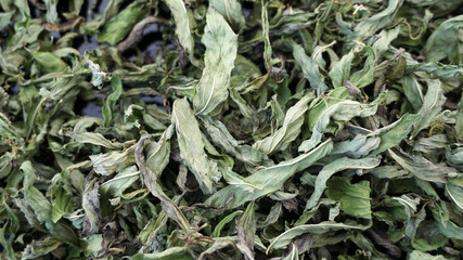 mint drying at home, natural mint dry, 