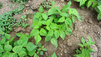 natural green bean plant in the garden,