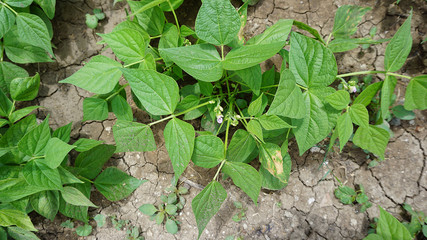 natural green bean plant in the garden,
