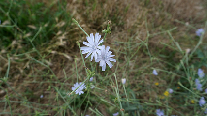 natural chicory plant, blue flowers of chicory plant,