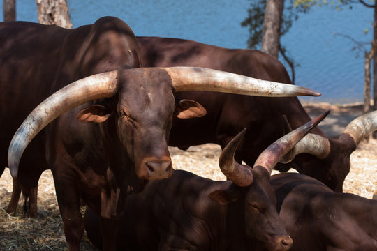 Watusi in herd, in the mountains, next to rocks and in a natural background. Plants around animals, hot habitat. Watusi related to the pack. Nature, animals
